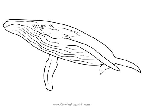 Blue Whale Coloring Pages Printable