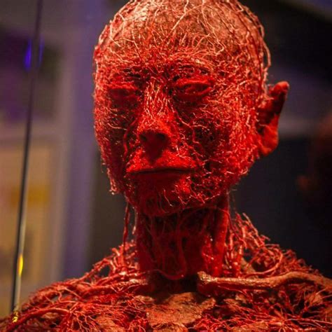 She may be an independent woman or she might be somewhat submissive, and that is fine too. Another beautiful picture of the human circulatory system ...