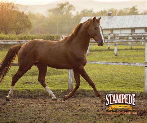 Exercising Adult Horses Stampede Premium Forage Consistently Consistent