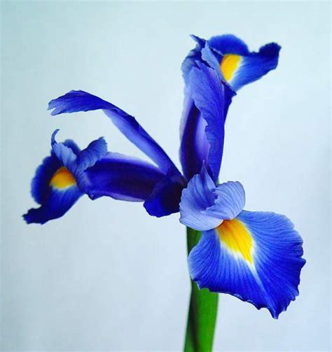 Iris Planta Ecured