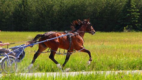 Standardbred Horse Info And Guidance Just For My Horse
