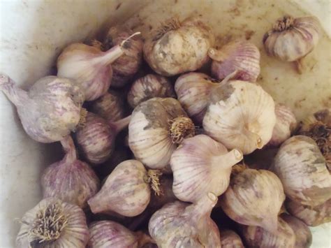 Clipped Garlic Bulbs Ready For Sorting And Storing Credit Wren Vile