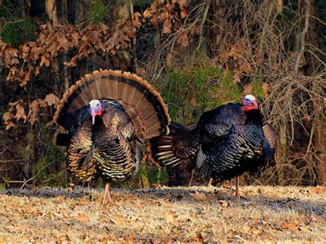Fall Turkey Season Opens In Western Maryland Oct 28