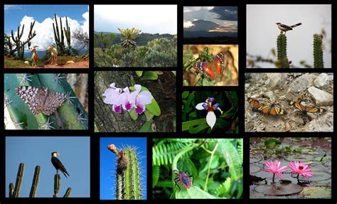 Top Flora Y Fauna De Los Paises Megadiversos Anmb Mx