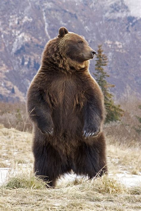 Llbwwb Grizzly Alert And Standing By Alaskafreezeframe Brown Bear