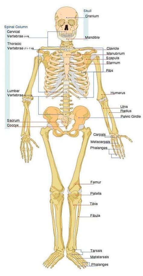 What Is The Skeletal System Kiwi Kids News