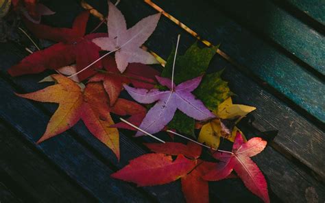 Colorful Leaves Autumn 5k Macbook Air Wallpaper Download Allmacwallpaper