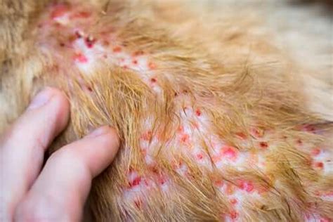 Face, eyes, nose, feet) or are having difficulty standing up this could be a sudden, severe allergic reaction to something (anaphylaxis). Come curare la dermatite allergica nei cani — I miei animali