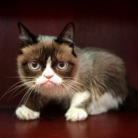 Grumpy Cat Cute Cats Funny Grumpy Cat Memes Grumpy Cat