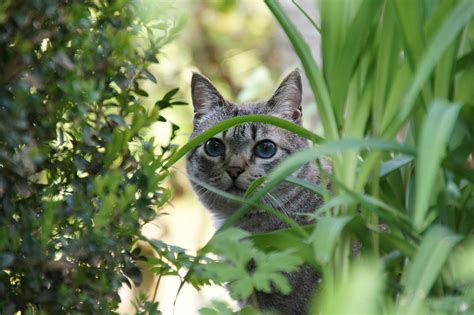 If your cat consumes a jade plant, they might vomit or seem uncoordinated. Guide to Plants that are Toxic to Cats - FACE Foundation Blog