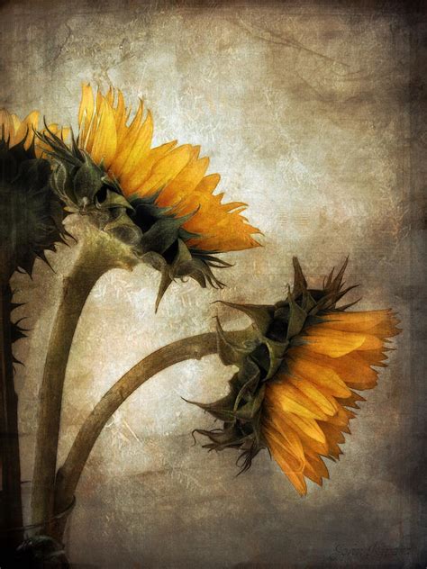 Vintage Sunflowers Hot Sex Picture