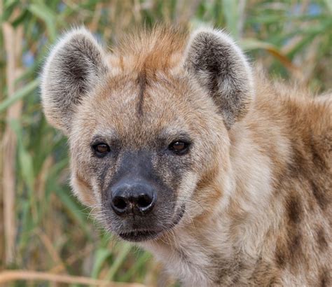 Spotted Hyena Giving Birth