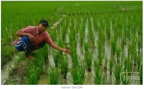 Akibatnya tentu bulir padi yang dihasilkan oleh tanaman semakin sedikit alias tidak optimal. Perhimpunan Entomologi Indonesia - Menghimpun ...