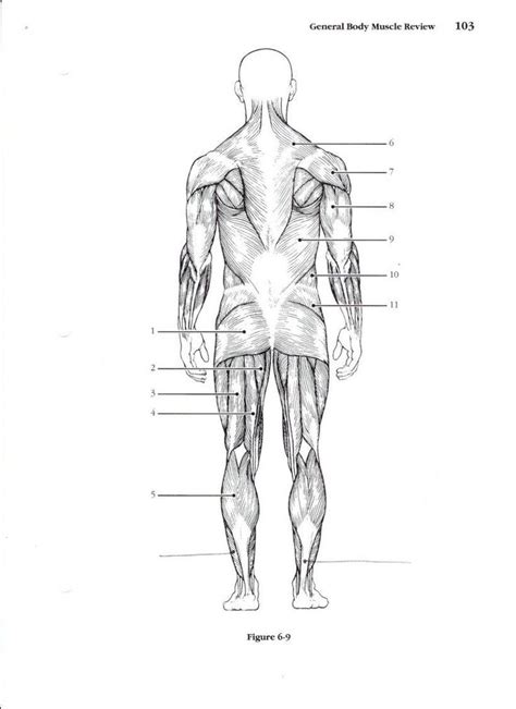 Muscular System Worksheet | Lobo Black | Muscle diagram, Muscular