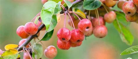 The Best Crab Apple Trees For Colour And Form Crabapple Tree Crab
