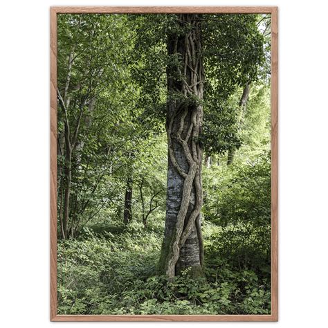 Forest Reserve Poster - Denmark Posters - Photo art - Foto Factory