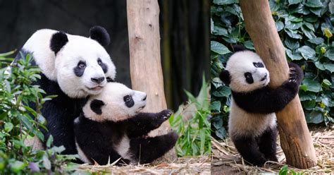 7 Month Old Panda Cub Le Le Makes His Debut At River Wonders Exhibit