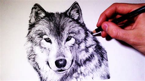 How To Draw A Realistic Wolf Time Lapse Wolf Drawing Wolf Face Drawing Wolf Sketch