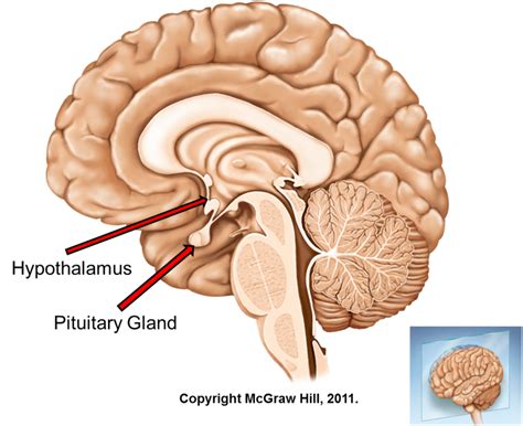 Pituitary Gland Location And Function