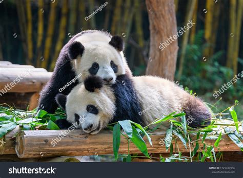 Two Cute Giant Pandas Playing Together Stock Photo Edit Now