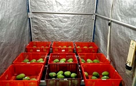 Video panen buah buahan segar di china. Luar Negara Buah Buahan Import : Negara Ini Pemasok ...