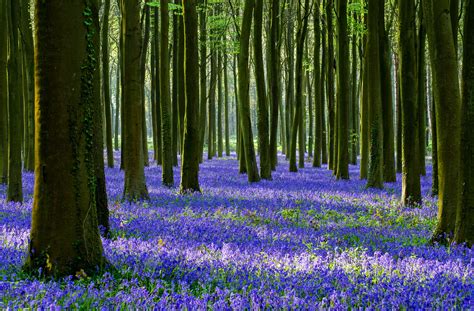 Flowers fields trees forest jungle spring nature landscapes earth ...
