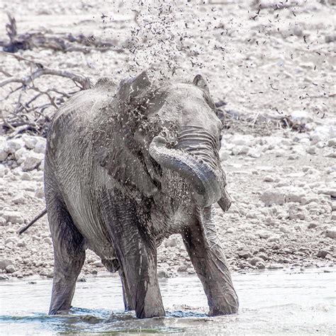 Elephant Spraying Water Photograph By Jacques Jacobsz Fine Art America