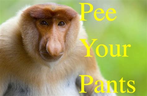 The best memes from instagram, facebook, vine, and twitter about cat pants. Pee Your Pants: Image Gallery | Know Your Meme