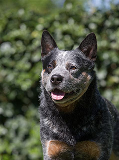 Australian Cattle Dog Breeds A To Z The Kennel Club