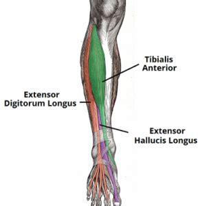 What are the functions of the skeletal and muscular systems? Muscles of the Lower Leg | Med Health Daily