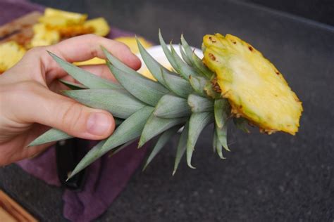 How To Easily Grow Your Own Pineapples At Home Eco Snippets