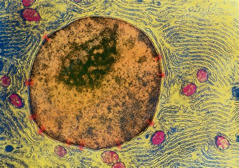 Tem Of Human Pancreatic Acinar Cell Stock Image P5400030 Science
