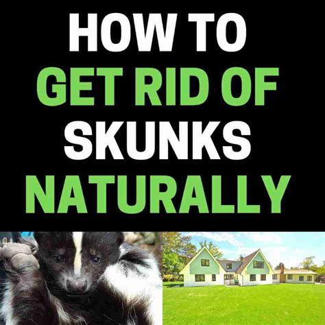 How To Get Rid Of Skunks Naturally Complete Diy Guide Bugwiz