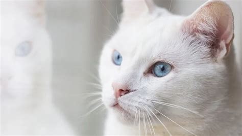Top 10 Cat Breeds That Love Water Cattime