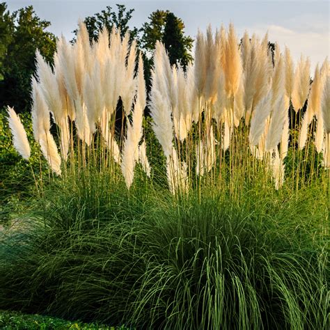 Best Grass Seed For Patching - Best Grass Seed For Full Sun