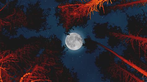 Moon With Campfire In Forest Wallpapers Hd Wallpapers