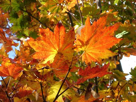 Maple Trees In Canada The Canadian Encyclopedia