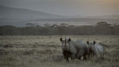 Solio Lodge Luxury Lodges In Laikipia Kenya Yellow Zebra Safaris