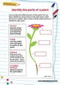 Year 1 Science Learning Journey | TheSchoolRun