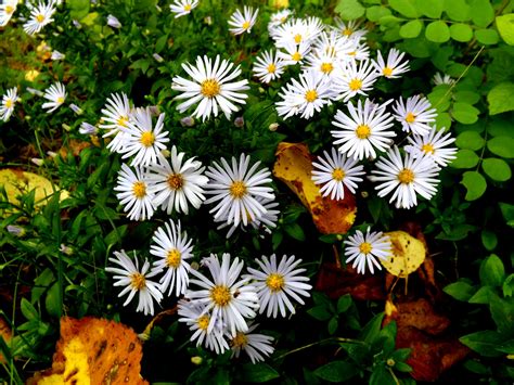 Free Images White Meadow Fall Flower Petal Autumn Park Botany