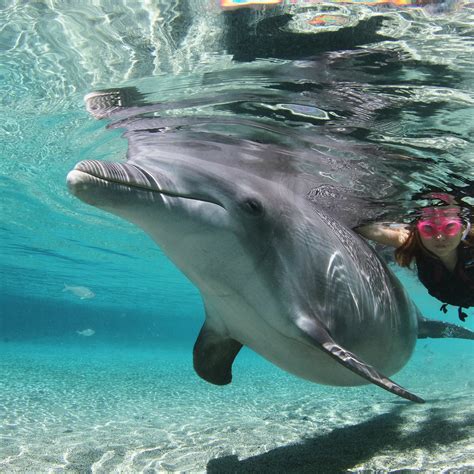 Dolphin Quest Waikoloa 2022 Lo Que Se Debe Saber Antes De Viajar