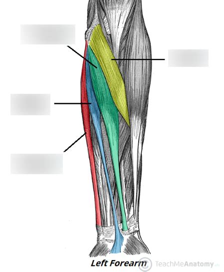 Epicondyle Anatomy - Human Anatomy