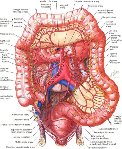 Arteries Of Large Intestine Frank Netter Intestine Lg