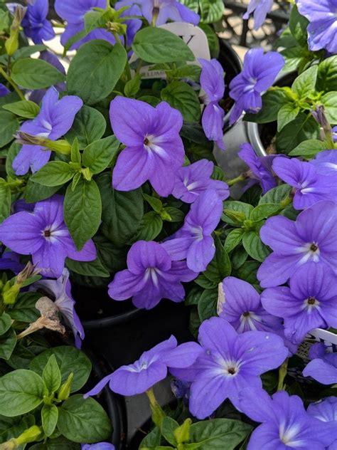 Celebrate The Shade With Nine Fine Annuals That Thrive In Lower Light