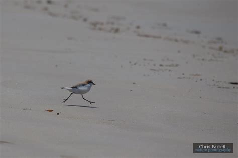Chris Farrell Photo Gallery Beach Birds