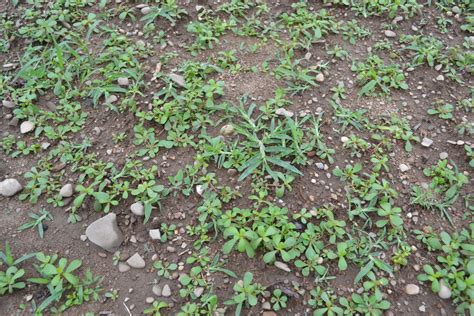 This video demonstrates simple weeding techniques which can help you to rid your garden of weeds and stop them from removing vital nutrients from the soil. How to Get Rid of and or Control Weeds.
