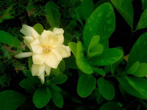 Magnolia Vs Gardenia The Real Differences Between The Two