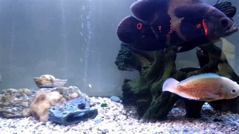 Oscar Aquarium Display Of My Friends Youtube