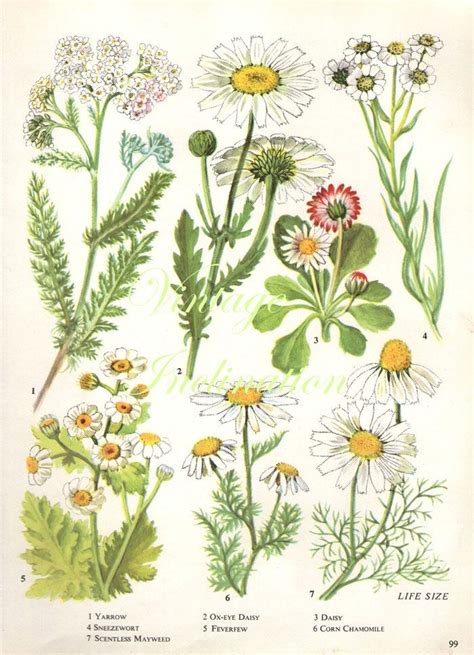 Greatbigcanvas.com has been visited by 100k+ users in the past month Vintage Botanical Print Antique DAISY, plant print ...