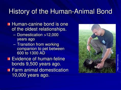 Ppt The Human Animal Bond Powerpoint Presentation Free Download Id